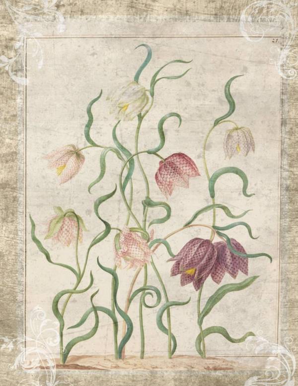 tulpenzeichnung_pixabay_original