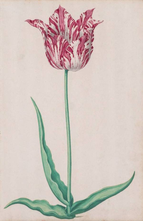 tulpenzeichnung_original