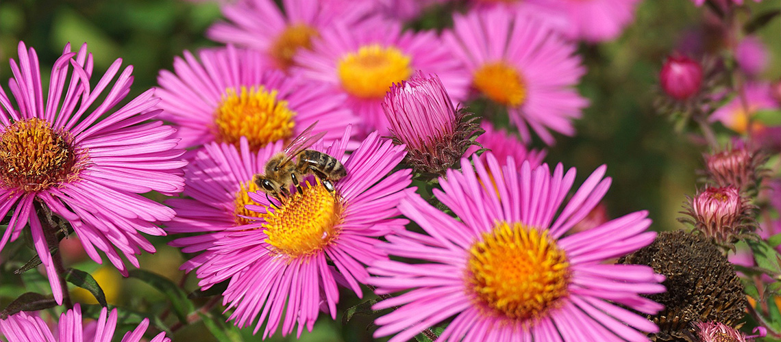 Naturnahe Lebendige Gaerten 01