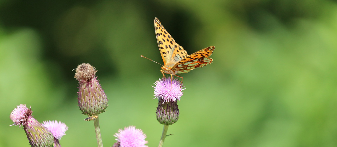 Naturnahe Lebendige Gaerten 03