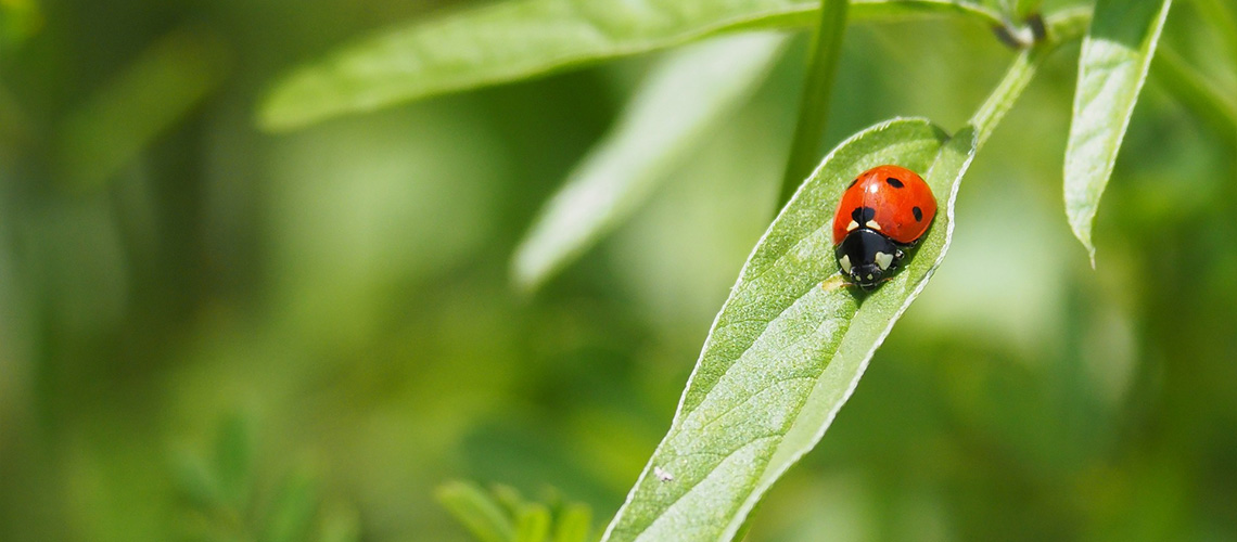 Naturnahe Lebendige Gaerten 07