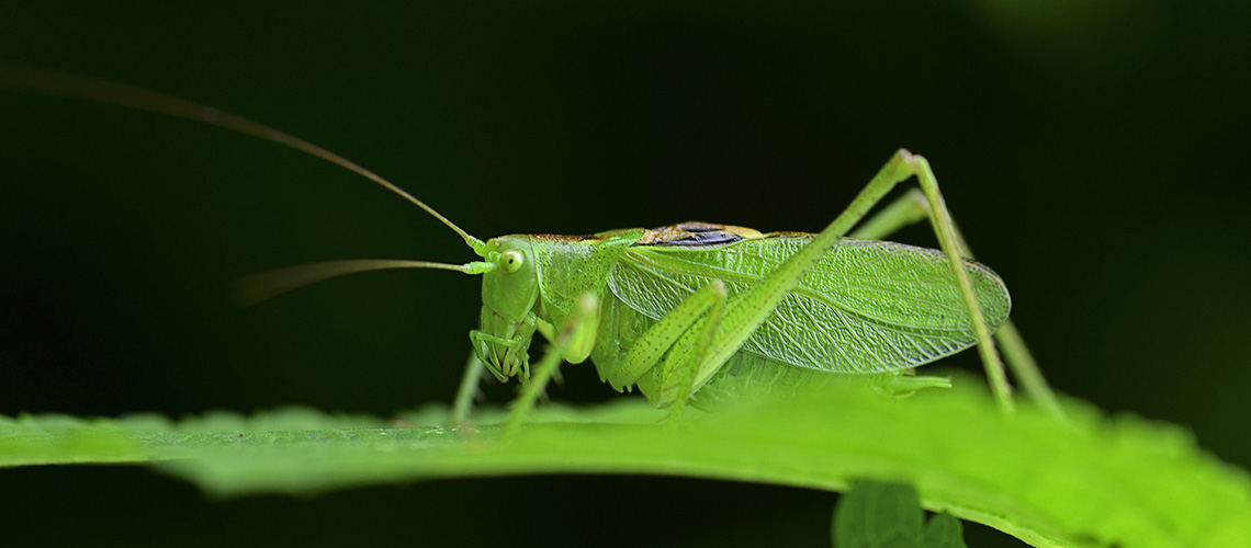 Naturnahe Lebendige Gaerten 10