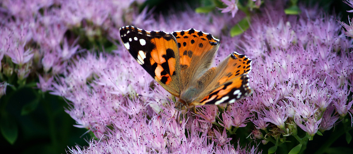 Naturnahe Lebendige Gaerten 12